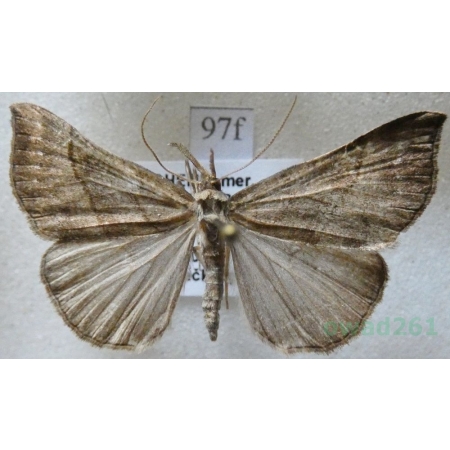 Hypena proboscidalis (Linnaeus, 1758) Rozszczepka śnicianka Czech97f
